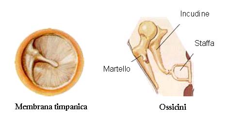 ossicini.jpg